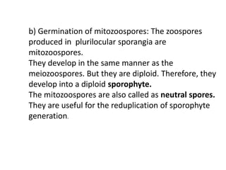 b) Germination of mitozoospores: The zoospores
produced in plurilocular sporangia are
mitozoospores.
They develop in the same manner as the
meiozoospores. But they are diploid. Therefore, they
develop into a diploid sporophyte.
The mitozoospores are also called as neutral spores.
They are useful for the reduplication of sporophyte
generation.
 