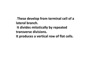 . These develop from terminal cell of a
lateral branch.
It divides mitotically by repeated
transverse divisions.
It produces a vertical row of flat cells.
 