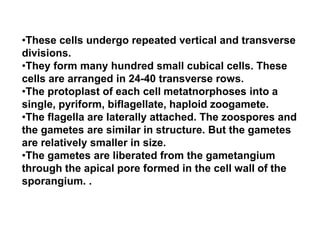 •These cells undergo repeated vertical and transverse
divisions.
•They form many hundred small cubical cells. These
cells are arranged in 24-40 transverse rows.
•The protoplast of each cell metatnorphoses into a
single, pyriform, biflagellate, haploid zoogamete.
•The flagella are laterally attached. The zoospores and
the gametes are similar in structure. But the gametes
are relatively smaller in size.
•The gametes are liberated from the gametangium
through the apical pore formed in the cell walI of the
sporangium. .
 