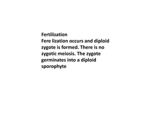 Fertilization
Fere lization occurs and diploid
zygote is formed. There is no
zygotic meiosis. The zygote
germinates into a diploid
sporophyte
 