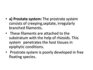 • a) Prostate system: The prostrate system
consists of creeping,septate, irregularly
branched filaments.
• These filaments are attached to the
substratum with the help of rhizoids. This
system penetrates the host tissues in
epiphytic conditions.
• Prostrate system is poorly developed in free
floating species.
 