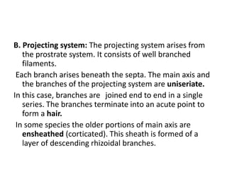 B. Projecting system: The projecting system arises from
the prostrate system. It consists of well branched
filaments.
Each branch arises beneath the septa. The main axis and
the branches of the projecting system are uniseriate.
In this case, branches are joined end to end in a single
series. The branches terminate into an acute point to
form a hair.
In some species the older portions of main axis are
ensheathed (corticated). This sheath is formed of a
layer of descending rhizoidal branches.
 