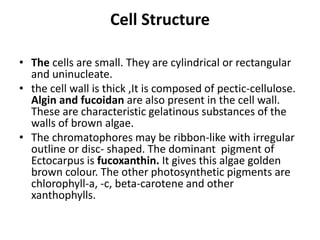 Cell Structure
• The cells are small. They are cylindrical or rectangular
and uninucleate.
• the cell wall is thick ,It is composed of pectic-cellulose.
Algin and fucoidan are also present in the cell wall.
These are characteristic gelatinous substances of the
walls of brown algae.
• The chromatophores may be ribbon-like with irregular
outline or disc- shaped. The dominant pigment of
Ectocarpus is fucoxanthin. It gives this algae golden
brown colour. The other photosynthetic pigments are
chlorophyll-a, -c, beta-carotene and other
xanthophylls.
 