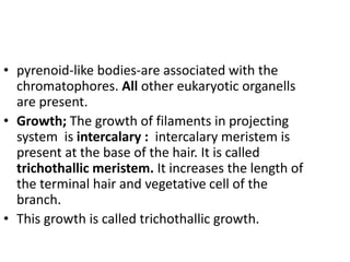• pyrenoid-like bodies-are associated with the
chromatophores. All other eukaryotic organells
are present.
• Growth; The growth of filaments in projecting
system is intercalary : intercalary meristem is
present at the base of the hair. It is called
trichothallic meristem. It increases the length of
the terminal hair and vegetative cell of the
branch.
• This growth is called trichothallic growth.
 