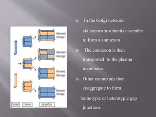  In the Golgi network
six connexin subunits assemble
to form a connexon
 The connexon is then
transported to the plasma
membrane.
 Other connexons then
coaggregate to form
homotypic or heterotypic gap
junctions.
 