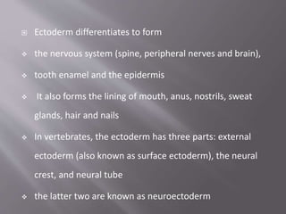  Ectoderm differentiates to form
 the nervous system (spine, peripheral nerves and brain),
 tooth enamel and the epidermis
 It also forms the lining of mouth, anus, nostrils, sweat
glands, hair and nails
 In vertebrates, the ectoderm has three parts: external
ectoderm (also known as surface ectoderm), the neural
crest, and neural tube
 the latter two are known as neuroectoderm
 