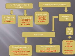 No / Severely reduced
sweating
Sev Immune
defect
• HED/IM
No Immune eff.
• X-LR HED
• AD- HED
• AR-HED
Normal/mild dec sweating
Normal teeth
• Clouston
• ED/skin
fragility
Abnormal
teeth
No
facial
cleft
• Tooth &
nail
/witkop
•
Trichodent
oosseous
Facial cleft
Limb abnormality +
• EEC
• Margarita island ED
• Limb-mammary
Limb abnormality –
• AEC
• Rapp- Hodgkin ED
 