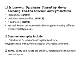  Ectodermal Dysplasias Caused by Genes
Encoding Cell-Cell Adhesion and Cytoskeleton
• Plakophilin-1 (PKP1)
• poliovirus receptor-like 1 (PVRL1)
• P-cadherin 3 (CDH3)
• are well known desmosomal cadherins genes causing different
Ectodermal Dysplasias.
 Common examples include
• Ectodermal Dysplasia Skin Fragility Syndrome.
• Hypotrichosis with Juvenile Macular Dystrophy Syndrome.
 TGM1, TGM2 and TGM3 are other ED related genes that I have
worked upon.
 