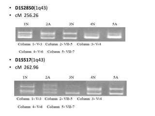 • D1S2850(1q43)
• cM 256.26
• D1S517(1q43)
• cM 262.96
 