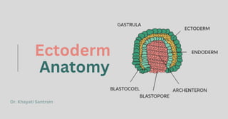 Ectoderm
Anatomy
Dr. Khayati Santram
 