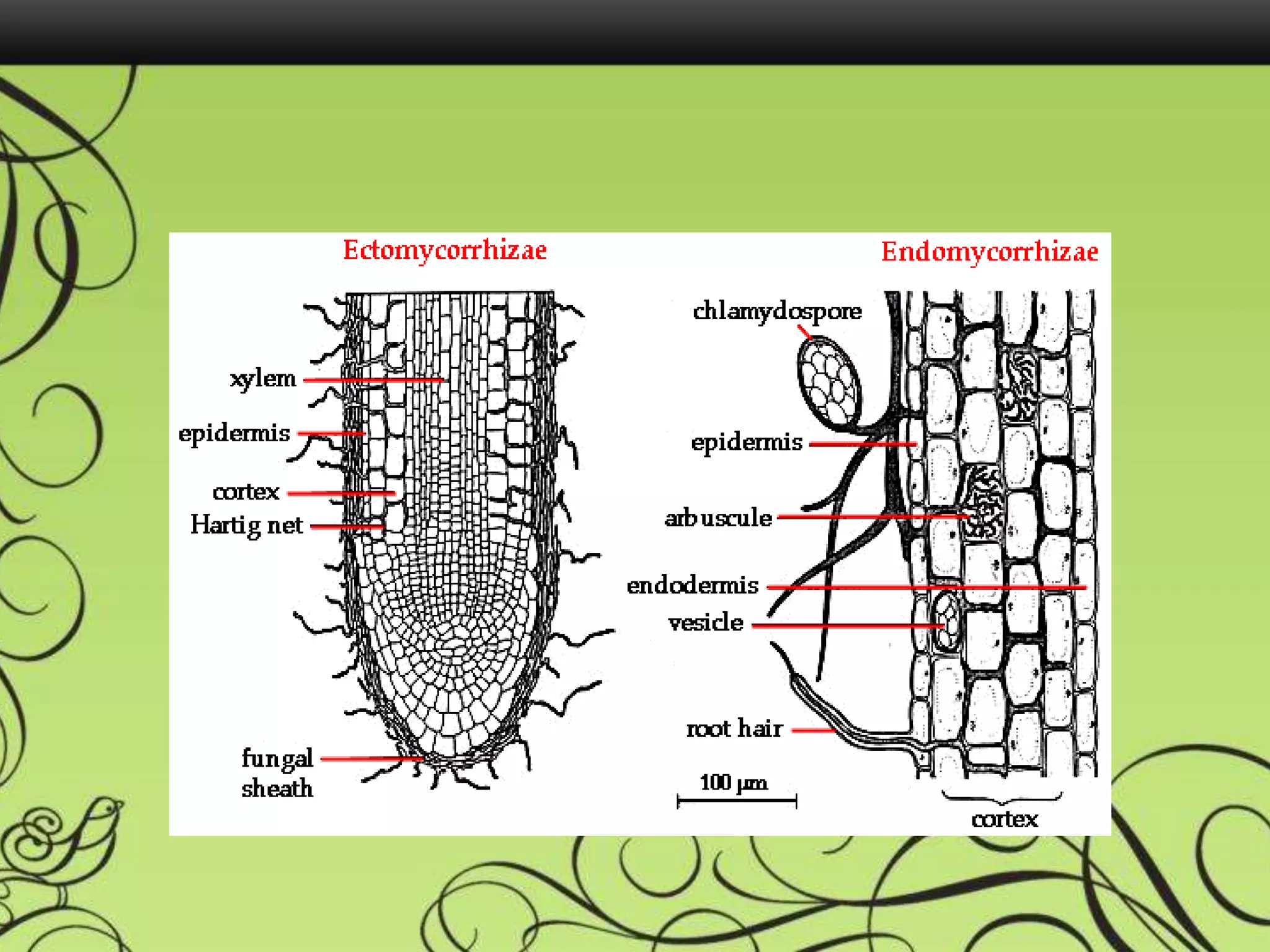 Ectomycorrhizal fungi | PPTX