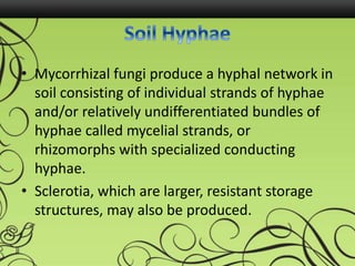 • Mycorrhizal fungi produce a hyphal network in
soil consisting of individual strands of hyphae
and/or relatively undifferentiated bundles of
hyphae called mycelial strands, or
rhizomorphs with specialized conducting
hyphae.
• Sclerotia, which are larger, resistant storage
structures, may also be produced.
 