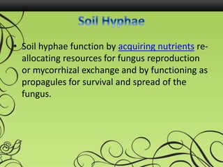 • Soil hyphae function by acquiring nutrients re-
allocating resources for fungus reproduction
or mycorrhizal exchange and by functioning as
propagules for survival and spread of the
fungus.
 