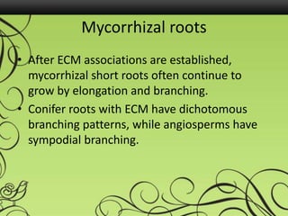 Mycorrhizal roots
• After ECM associations are established,
mycorrhizal short roots often continue to
grow by elongation and branching.
• Conifer roots with ECM have dichotomous
branching patterns, while angiosperms have
sympodial branching.
 