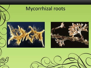 Mycorrhizal roots
 