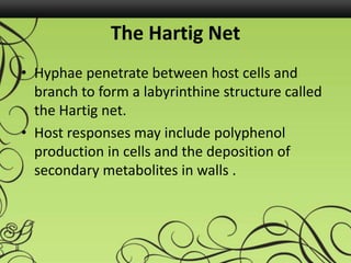 The Hartig Net
• Hyphae penetrate between host cells and
branch to form a labyrinthine structure called
the Hartig net.
• Host responses may include polyphenol
production in cells and the deposition of
secondary metabolites in walls .
 