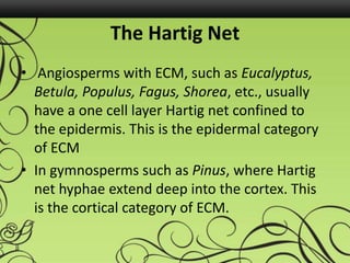 The Hartig Net
• Angiosperms with ECM, such as Eucalyptus,
Betula, Populus, Fagus, Shorea, etc., usually
have a one cell layer Hartig net confined to
the epidermis. This is the epidermal category
of ECM
• In gymnosperms such as Pinus, where Hartig
net hyphae extend deep into the cortex. This
is the cortical category of ECM.
 