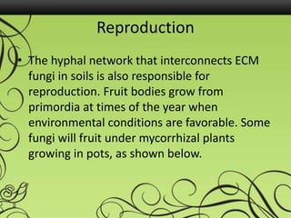 Reproduction
• The hyphal network that interconnects ECM
fungi in soils is also responsible for
reproduction. Fruit bodies grow from
primordia at times of the year when
environmental conditions are favorable. Some
fungi will fruit under mycorrhizal plants
growing in pots, as shown below.
 