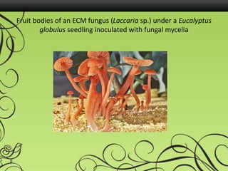 Fruit bodies of an ECM fungus (Laccaria sp.) under a Eucalyptus
globulus seedling inoculated with fungal mycelia
 