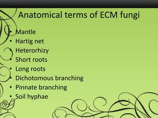 Anatomical terms of ECM fungi
• Mantle
• Hartig net
• Heterorhizy
• Short roots
• Long roots
• Dichotomous branching
• Pinnate branching
• Soil hyphae
 