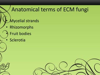 Anatomical terms of ECM fungi
• Mycelial strands
• Rhizomorphs
• Fruit bodies
• Sclerotia
 