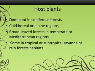 Host plants
• Dominant in coniferous forests
• Cold boreal or alpine regions,
• Broad-leaved forests in temperate or
Mediterranean regions,
• Some in tropical or subtropical savanna or
rain forests habitats
 