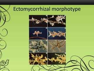Ectomycorrhizal morphotype
 