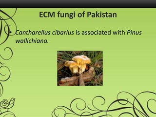 ECM fungi of Pakistan
• Cantharellus cibarius is associated with Pinus
wallichiana.
 