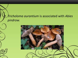 • Tricholoma aurantium is associated with Abies
pindrow.
 