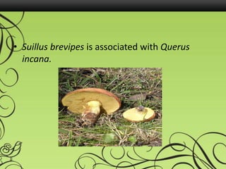 • Suillus brevipes is associated with Querus
incana.
 