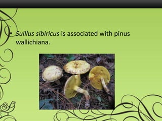 • Suillus sibiricus is associated with pinus
wallichiana.
 