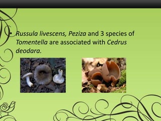 • Russula livescens, Peziza and 3 species of
Tomentella are associated with Cedrus
deodara.
 