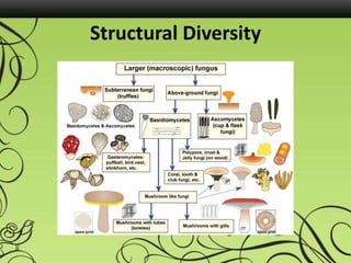 Structural Diversity
 