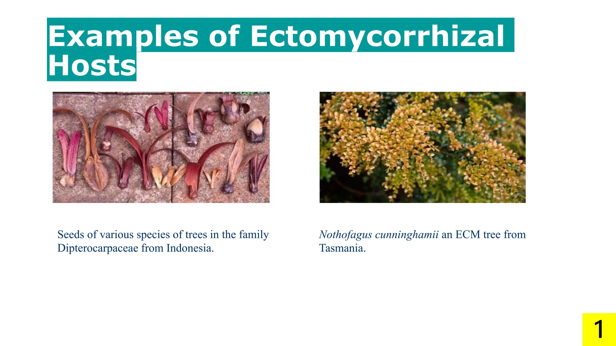 Ectomycorrhizal Fungi By Sarah Ashfaq.pptx