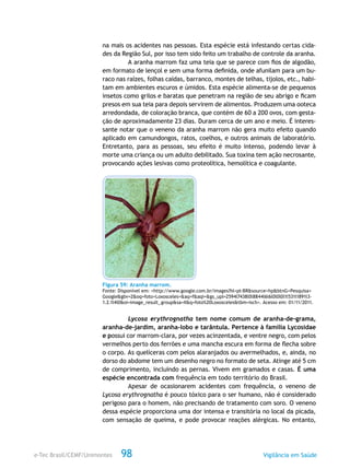 e-Tec Brasil/CEMF/Unimontes Vigilância em Saúde98
na mais os acidentes nas pessoas. Esta espécie está infestando certas cida-
des da Região Sul, por isso tem sido feito um trabalho de controle da aranha.
A aranha marrom faz uma teia que se parece com fios de algodão,
em formato de lençol e sem uma forma definida, onde afunilam para um bu-
raco nas raízes, folhas caídas, barranco, montes de telhas, tijolos, etc., habi-
tam em ambientes escuros e úmidos. Esta espécie alimenta-se de pequenos
insetos como grilos e baratas que penetram na região de seu abrigo e ficam
presos em sua teia para depois servirem de alimentos. Produzem uma ooteca
arredondada, de coloração branca, que contém de 60 a 200 ovos, com gesta-
ção de aproximadamente 23 dias. Duram cerca de um ano e meio. É interes-
sante notar que o veneno da aranha marrom não gera muito efeito quando
aplicado em camundongos, ratos, coelhos, e outros animais de laboratório.
Entretanto, para as pessoas, seu efeito é muito intenso, podendo levar à
morte uma criança ou um adulto debilitado. Sua toxina tem ação necrosante,
provocando ações lesivas como proteolítica, hemolítica e coagulante.
Figura 59: Aranha marrom.
Fonte: Disponível em: <http://www.google.com.br/images?hl=pt-BR&source=hp&btnG=Pesquisa+
Google&gbv=2&oq=foto+Loxosceles+&aq=f&aqi=&gs_upl=2594l7438l0l8844l6l6l0l0l0l1l531l1891l3-
1.2.1l4l0&oi=image_result_group&sa=X&q=foto%20Loxosceles&tbm=isch>. Acesso em: 01/11/2011.
Lycosa erythrognatha tem nome comum de aranha-de-grama,
aranha-de-jardim, aranha-lobo e tarântula. Pertence à família Lycosidae
e possui cor marrom-clara, por vezes acinzentada, e ventre negro, com pelos
vermelhos perto dos ferrões e uma mancha escura em forma de flecha sobre
o corpo. As quelíceras com pelos alaranjados ou avermelhados, e, ainda, no
dorso do abdome tem um desenho negro no formato de seta. Atinge até 5 cm
de comprimento, incluindo as pernas. Vivem em gramados e casas. É uma
espécie encontrada com frequência em todo território do Brasil.
Apesar de ocasionarem acidentes com frequência, o veneno de
Lycosa erythrognatha é pouco tóxico para o ser humano, não é considerado
perigoso para o homem, não precisando de tratamento com soro. O veneno
dessa espécie proporciona uma dor intensa e transitória no local da picada,
com sensação de queima, e pode provocar reações alérgicas. No entanto,
 