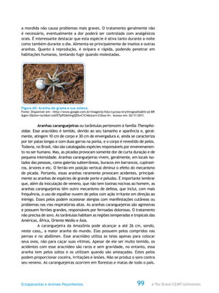 e-Tec Brasil/CEMF/UnimontesEctoparasitas e Animais Peçonhentos 99
a mordida não causa problemas mais graves. O tratamento geralmente não
é necessário, eventualmente a dor poderá ser controlada com analgésicos
orais. É interessante destacar que esta espécie é ativa tanto durante a noite
como também durante o dia. Alimenta-se principalmente de insetos e outras
aranhas. Quanto à reprodução, é ovípara e rápida, podendo penetrar em
habitações humanas, tentando fugir quando molestadas.
Figura 60: Aranha-de-grama e sua ooteca.
Fonte: Disponível em: <http://www.google.com.br/images?q=foto+Lycosa+erythrognatha&hl=pt-BR
&gbv=2&tbm=isch&ei=zAO5TpPOAtHngQf0svC1CA&start=21&sa=N>. Acesso em: 02/11/2011.
Aranhas caranguejeiras ou tarântulas pertencem à família Therapho-
sidae. Esse aracnídeo é temido, devido ao seu tamanho e aparência e, geral-
mente, atingem 10 cm de corpo e 30 cm de envergadura e, ainda se caracteriza
por ter patas longas e com duas garras na ponta, e o corpo é revestido de pelos.
Todavia, no Brasil, não são catalogadas espécies responsáveis por envenenamen-
to no ser humano. Mas, as picadas provocam somente dor de curta duração e de
pequena intensidade. Aranhas caranguejeiras vivem, geralmente, em locais iso-
lados das pessoas, como galerias subterrâneas, buracos em barrancos, cupinzei-
ros, árvores e etc. O ferrão em posição vertical diminui o efeito do mecanismo
de picada. Portanto, essas aranhas raramente provocam acidentes, principal-
mente as aranhas de espécies de grande porte e peludas. É importante lembrar
que, além da inoculação de veneno, que não tem toxinas nocivas ao homem, as
aranhas caranguejeiras têm outro mecanismo de defesa, que inclui, com mais
frequência, o uso de espalhar nuvem de pelos com ação irritante em direção ao
inimigo. Esses pelos podem ocasionar alergias com manifestações cutâneas ou
problemas nas vias respiratórias altas. As aranhas caranguejeiras são agressivas
e possuem ferrões grandes, responsáveis por ferroadas dolorosas. O tratamento
não precisa de soro. As tarântulas habitam as regiões temperadas e tropicais das
Américas, África, Oriente Médio e Ásia.
A caranguejeira da Amazônia pode alcançar a até 26 cm, sendo,
neste caso,, a maior aranha do mundo. Elas possuem pelos compridos nas
pernas e no abdômen. Esse aracnídeo utiliza as teias apenas para colocar
seus ovos, não para caçar suas vítimas. Apesar de ele ser muito temido, os
acidentes com esse aracnídeo são raros e sem gravidade, no entanto, essa
aranha tem pelos soltos e os utilizam quando são ameaçadas. Estes pelos
podem proporcionar coceira, irritações e lesões. Não se produz o soro contra
seu veneno. As caranguejeiras ocorrem em florestas e matas de todo o país.
 