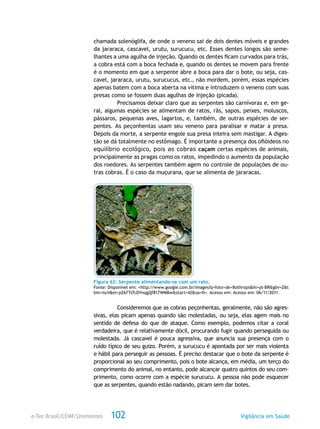 e-Tec Brasil/CEMF/Unimontes Vigilância em Saúde102
chamada solenóglifa, de onde o veneno sai de dois dentes móveis e grandes
da jararaca, cascavel, urutu, surucucu, etc. Esses dentes longos são seme-
lhantes a uma agulha de injeção. Quando os dentes ficam curvados para trás,
a cobra está com a boca fechada e, quando os dentes se movem para frente
é o momento em que a serpente abre a boca para dar o bote, ou seja, cas-
cavel, jararaca, urutu, surucucus, etc., não mordem, porém, essas espécies
apenas batem com a boca aberta na vítima e introduzem o veneno com suas
presas como se fossem duas agulhas de injeção (picada).
Precisamos deixar claro que as serpentes são carnívoras e, em ge-
ral, algumas espécies se alimentam de ratos, rãs, sapos, peixes, moluscos,
pássaros, pequenas aves, lagartos, e, também, de outras espécies de ser-
pentes. As peçonhentas usam seu veneno para paralisar e matar a presa.
Depois da morte, a serpente engole sua presa inteira sem mastigar. A diges-
tão se dá totalmente no estômago. É importante a presença dos ofióideos no
equilíbrio ecológico, pois as cobras caçam certas espécies de animais,
principalmente as pragas como os ratos, impedindo o aumento da população
dos roedores. As serpentes também agem no controle de populações de ou-
tras cobras. É o caso da muçurana, que se alimenta de jararacas.
Figura 62: Serpente alimentando-se com um rato.
Fonte: Disponível em: <http://www.google.com.br/images?q=foto+de+Bothrops&hl=pt-BR&gbv=2&t
bm=isch&ei=pZ67TsTcDYnqgQf817WMBw&start=42&sa=N>. Acesso em: Acesso em: 06/11/2011.
Consideremos que as cobras peçonhentas, geralmente, não são agres-
sivas, elas picam apenas quando são molestadas, ou seja, elas agem mais no
sentido de defesa do que de ataque. Como exemplo, podemos citar a coral
verdadeira, que é relativamente dócil, procurando fugir quando perseguida ou
molestada. Já cascavel é pouca agressiva, que anuncia sua presença com o
ruído típico de seu guizo. Porém, a surucucu é apontada por ser mais violenta
e hábil para perseguir as pessoas. É preciso destacar que o bote da serpente é
proporcional ao seu comprimento, pois o bote alcança, em média, um terço do
comprimento do animal, no entanto, pode alcançar quatro quintos do seu com-
primento, como ocorre com a espécie surucucu. A pessoa não pode esquecer
que as serpentes, quando estão nadando, picam sem dar botes.
 