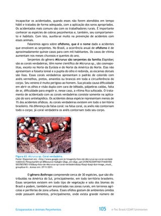 e-Tec Brasil/CEMF/UnimontesEctoparasitas e Animais Peçonhentos 105
incapacitar os acidentados, quando esses não forem atendidos em tempo
hábil e tratados de forma adequada, com a aplicação dos soros apropriados.
Os acidentados mais comuns são com os trabalhadores rurais. É importante
conhecer as espécies de cobras peçonhentas e, também, seu comportamen-
to e habitats. Com isto, auxilia-se muito na prevenção de acidentes com
esses animais.
Falaremos agora sobre ofidismo, que é o nome dado a acidentes
que envolvem as serpentes. No Brasil, a ocorrência anual de ofidismo é de
aproximadamente quinze casos para cem mil habitantes. Os casos de vítima
aumentam nos meses chuvosos e quentes do ano.
Serpentes do gênero Micrurus são serpentes da família Elapidae;
são as corais verdadeiras, têm nome científico de Micrurus sp., são cosmopo-
litas, exceto no Norte da Eurásia e do Norte da América do Norte. Elas não
apresentam a fosseta loreal e a pupila do olho é redonda, as escamas dorsais
são lisas. Essas corais verdadeiras apresentam o padrão de colorido com
anéis vermelhos, pretos, amarelos ou brancos em toda a circunferência do
corpo. Seu veneno é muito perigoso ao homem. Sua picada causa dificuldade
em abrir os olhos e visão dupla com cara de bêbado, pálpebras caídas, falta
de ar, dificuldade para engolir e, nesse caso, a vítima fica sufocada. O trata-
mento de acidentado com as corais verdadeiras consiste somente na aplica-
ção do soro antielapídico. Os acidentes dessa espécie representam menos de
1% dos acidentes ofídicos. As corais verdadeiras existem em todo o território
brasileiro. Há diferença da falsa coral: na falsa coral, os anéis não contornam
todo o corpo; já coral verdadeira os anéis contornam todo seu corpo.
Figura 63: Micrurus sp. Coral verdadeira.
Fonte: Disponível em: <http://www.google.com.br/images?q=foto+de+Micrurus+sp+coral+verdade
ira&btnG=Pesquisar&hl=pt-BR&source=hp&gbv=2&gs_sm=s&gs_upl=2578l7422l0l9156l17l16l0l10l0
l0l578l578l5-1l1l0&oq=foto+de+Micrurus+sp+coral+verdadeira&aq=f&aqi=&aql=&oi=image_result_
group&sa=X>. Acesso em: 07/11/2011.
O gênero Bothrops compreende cerca de 30 espécies, que são dis-
tribuídas na América do Sul, principalmente, em todo território brasileiro.
Essas serpentes existem em todo tipo de vegetação e solo dos biomas do
Brasil e podem, também,ser encontradas nas zonas rurais, em terrenos agrí-
colas e periferias de zona urbana. Esses ofídios gostam de ambientes úmidos
onde possuem alimentos, principalmente, onde exista grande número de
 