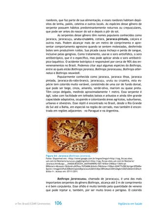e-Tec Brasil/CEMF/Unimontes Vigilância em Saúde106
roedores, que faz parte de sua alimentação, e esses roedores habitam depó-
sitos de lenha, paióis, celeiros e outros locais. As espécies desse gênero de
serpente possuem hábitos predominantemente noturnos ou crepusculares,
que pode ser antes do nascer do sol e depois o pôr do sol.
As serpentes desse gênero têm nomes populares conhecidos como
jararaca, jararacuçu, urutu-cruzeiro, cotiara, jararaca-pintada, caiçara e
outros mais. Podem alcançar mais de um metro de comprimento e apre-
sentar comportamento agressivo quando se sentem molestadas, desferindo
botes sem produzirem ruídos. Sua picada causa inchaço e perda de sangue,
inclusive pelas gengivas. Como tratamento, usa-se o soro antiofídico, o soro
antibotrópico, que é o específico, mas pode aplicar ainda o soro antibotró-
pico-laquético. O acidente botrópico é responsável por cerca de 90% dos en-
venenamentos no Brasil. Podemos citar aqui algumas espécies do Bothrops,
entre as quais estão Bothrops jararaca, Bothrops jararacussu, Bothrops alter-
natus e Bothrops neuwiedi.
Popularmente conhecida como jararaca, jararaca ilhoa, jararaca
pintada, jararaca-do-rabo-branco, jararacuçu, urutu ou cruzeira, esta es-
pécie tem colorido muito variável, consistindo de uma cor de fundo dorsal,
que pode ser bege, cinza, amarelo, verde-oliva, marrom ou quase preta.
Têm corpo delgado, medindo aproximadamente 1 metro. Essa serpente é
ágil, sobe com facilidade em telhados baixos e arbustos e ainda têm grande
capacidade adaptativa, ocupando e colonizando áreas agrícolas, suburbanas,
urbanas e silvestres. Esse réptil é encontrado no Brasil, desde o Rio Grande
do Sul até a Bahia, em especial na região de cerrado, mas também é encon-
trada em regiões adjacentes – no Paraguai e na Argentina.
Figura 64: Jararaca (Bothrops jararaca).
Fonte: Disponível em: <http://www.google.com.br/imgres?imgurl=http://rpg_ficcao.sites.
uol.com.br/Bestiario/surucucu.jpg&imgrefurl=http://rpg_ficcao.sites.uol.com.br/Bestiario/
Jararaca.htm&usg=__Jl4A0drjR2eCEH_zkkVl4dfMl9U=&h=161&w=240&sz=13&hl=pt-
BR&start=4&zoom=1&tbnid=yhE9wu-To7G68M:&tbnh=74&tbnw=110&ei=XbW7TvOBC4zrtger3PDABw
&prev=/images%3Fq%3DBothrops%2Bjararaca%26hl%3Dpt-BR%26sa%3DX%26gbv%3D2%26tbm%3Disch
&itbs=1>. Acesso em: 07/11/2011.
Bothrops jararacussu, chamada de jararacuçu, é uma das mais
importantes serpentes do gênero Bothrops, alcança até 2 m de comprimento
e é bem corpulenta. Esse ofídio é muito temido pela quantidade de veneno
que pode injetar e, também, por ser muito bravo e perigoso. O colorido
 
