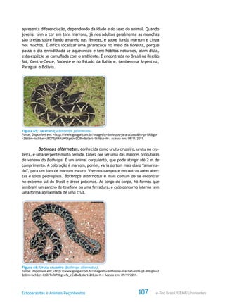 e-Tec Brasil/CEMF/UnimontesEctoparasitas e Animais Peçonhentos 107
apresenta diferenciação, dependendo da idade e do sexo do animal. Quando
jovens, têm a cor em tons marrons, já nos adultos geralmente as manchas
são pretas sobre fundo amarelo nas fêmeas, e sobre fundo marrom e cinza
nos machos. É difícil localizar uma jararacuçu no meio da floresta, porque
passa o dia enrodilhada se aquecendo e tem hábitos noturnos, além disto,
esta espécie se camuflada com o ambiente. É encontrada no Brasil na Região
Sul, Centro-Oeste, Sudeste e no Estado da Bahia e, também,na Argentina,
Paraguai e Bolívia.
Figura 65: Jararacuçu Bothrops jararacussu.
Fonte: Disponível em: <http://www.google.com.br/images?q=Bothrops+jararacussu&hl=pt-BR&gbv
=2&tbm=isch&ei=J8C7TpXKKcWCtgeJwZCiBw&start=168&sa=N>. Acesso em: 08/11/2011.
Bothrops alternatus, conhecida como urutu-cruzeiro, urutu ou cru-
zeira, é uma serpente muito temida, talvez por ser uma das maiores produtoras
de veneno do Bothrops. É um animal corpulento, que pode atingir até 2 m de
comprimento. A coloração é marrom, porém, varia do tom mais claro “amarela-
do”, para um tom de marrom escuro. Vive nos campos e em outras áreas aber-
tas e solos pedregosos. Bothrops alternatus é mais comum de se encontrar
no extremo sul do Brasil e áreas próximas. Ao longo do corpo, há formas que
lembram um gancho de telefone ou uma ferradura, e cujo contorno interno tem
uma forma aproximada de uma cruz.
Figura 66: Urutu cruzeiro (Bothrops alternatus).
Fonte: Disponível em: <http://www.google.com.br/images?q=Bothrops+alternatus&hl=pt-BR&gbv=2
&tbm=isch&ei=LtO7Tv7APJCgtwfs_cCxBw&start=21&sa=N>. Acesso em: 09/11/2011.
 