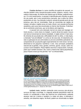 e-Tec Brasil/CEMF/Unimontes Vigilância em Saúde108
Crotalus durissus é o nome científico da espécie de cascavel, co-
nhecida também como cascavel-de-quatro-ventas, boiquira, maracá, mara-
caboia e boiçununga. Os machos são maiores que as fêmeas, podendo alcan-
çar 1,5 m de comprimento. A cascavel é identificada pelo chocalho ou guizo
em sua cauda, que é uma característica marcante, que a cobra faz vibrar,
produzindo um som. Sua intenção é advertir animais de grande porte de sua
presença, para não ser incomodada. Pode ser encontrada nas regiões de
campos, cerrados e regiões secas em todo o Brasil, com exceção da floresta
amazônica, pois nunca são encontradas no interior das florestas. É distribuí-
da no continente americano, que vai do México até Argentina.
A cascavel tem uma coloração marrom do corpo com losangos ver-
ticais escuros, e cores claras na margem. A parte dorsal da cauda é escura
com barras transversais da mesma tonalidade. A região ventral é mais clara.
Os sintomas da sua picada são a dificuldade de abrir os olhos, a visão dupla,
a chamada “cara de bêbado” e a urina cor de coca-cola. O tratamento con-
siste na aplicação do soro anticrotático ou do soro antiofídico polivalente. Os
componentes de sua peçonha agem especialmente em nível renal e nervoso.
Alimentam-se de pequenos mamíferos e aves. Seus principais predadores
naturais são os gambás, emas, gaviões, seriemas, guarás, corujas, cobra mu-
çurana e coral verdadeira. Possui hábitos noturnos e crepusculares. Contudo,
pode caçar também durante o dia. Como a maioria das cobras peçonhentas,
possui fosseta loreal que lhe permite “ver” no infravermelho.
Figura 67: Cascavel (Crotalus durissus).
Fonte: Disponível em: <http://www.google.com.br/imgres?q=foto+de+Crotalus+caracteristic
as+com+chocalho&hl=pt-BR&client=firefox-a&hs=sNY&sa=G&rls=org.mozilla:pt-BR:official&c
hannel=s&biw=1024&bih=578&tbm=isch&prmd=imvns&tbnid=ikoBMrYCRqV63M:&imgrefurl=h
ttp://brunochavesanimais.blogspot.com/2011/10/cascavel-do-campo.html&docid=GolO63w-
VUd8GM&imgurl=http://www.thegeorgewalkerhouse.com/83638740.jpg&w=568&h=372&ei=oPm7T
oTYM4v1gAfEuPSvBw&zoom=1>. Acesso em: 09/11/2011.
Lachesis muta, também conhecida como surucucu pico-de-jaca,
surucucu de fogo e sucutinga, é a segunda serpente peçonhenta maior do
mundo e é considerada a maior das Américas em comprimento, podendo
alcançar mais de 4 metros e também é a maior em peso. A coloração é
amarela, com desenhos negros. No Brasil, podem ser encontradas na região
 