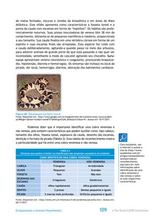 e-Tec Brasil/CEMF/UnimontesEctoparasitas e Animais Peçonhentos 109
de matas fechadas, escuras e úmidas da Amazônica e em áreas de Mata
Atlântica. Esse ofídio apresenta como características a fosseta loreal e a
ponta da cauda com escamas em forma de “espinhos”. Os hábitos são prefe-
rencialmente noturnos. Suas presas inoculadoras de veneno têm 38 mm de
comprimento. Alimenta-se de pequenos mamíferos e roedores, proporcionais
a seu tamanho. Sua cauda finaliza em uma vértebra córnea em forma de um
espinho e suas escamas finais são arrepiadas. Essa espécie faz ruído com
a cauda deliberadamente, agitando-a quando passa no meio dos arbustos,
para advertir animais de grande porte de que está passando e não quer ser
incomodada, semelhante à moda da cascavel agitando seu chocalho. Suru-
cucus apresentam veneno neurotóxico e coagulante, provocando braquicar-
dia, hipotensão, diarreia e hemorragias. Os sintomas são inchaço no local da
picada, dor local, hemorragia, diarreia, alteração dos batimentos cardíacos.
Figura 68: Sururucucu (Lachesis muta).
Fonte: Disponível em: <http://www.google.com.br/images?q=foto+de+Lachesis+muta,+surucucu&hl=
pt-BR&gbv=2&tbm=isch&ei=owm8TtTSMsWJgwfZoNi_Bw&start=21&sa=N>. Acesso em: 10/11/2011.
Podemos dizer que é importante identificar uma cobra venenosa e
não venosa, pois existem características que podem auxiliar como: tipo cabeça,
tamanho dos olhos, fosseta loreal, espessura da cauda, desenho das escamas,
dentição e formato da picada (Tabela 2). Essa tabela de reconhecimento mostra
a particularidade que há entre uma cobra venenosa e não venosa.
TABELA 2
Sintomas que podem orientar na classificação das serpentes causadoras do acidente
COMO IDENTIFICAR UMA COBRA VENENOSA
  VENENOSA NÃO VENENOSA
CABEÇA Triangular Arredondada
OLHOS Pequenos Grandes
FOSSETA Tem Não tem
DESENHOS DAS
ESCAMAS
Irregulares Simétricos
CAUDA Afina rapidamente Afina gradativamente
DENTES 2 presas Dentes pequenos e iguais
PICADA 2 marcas mais profundas Orifícios pequenos e iguais
Fonte: Disponível em: <http://www.ufrrj.br/institutos/it/de/acidentes/peconha.htm>. Acesso em:
06/11/2011.
Caro estudante, use
a internet e acesse o
site da (http://www.
saudetotal.com.br/
artigos/meioambiente/
animais/cobras/
reconhecimento.
asp) para ter mais
informações sobre
identificação de uma
cobra venenosa e
não venosa e sobre
as suas respectivas
características.
 