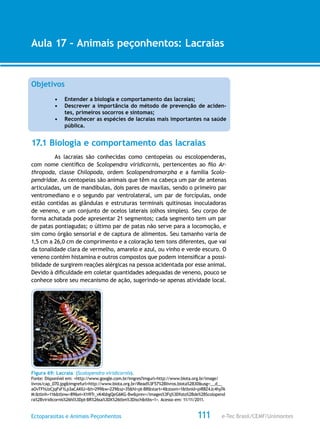 e-Tec Brasil/CEMF/UnimontesEctoparasitas e Animais Peçonhentos
AULA 1
Alfabetização Digital
111
Aula 17 – Animais peçonhentos: Lacraias
Objetivos
•	 Entender a biologia e comportamento das lacraias;
•	 Descrever a importância do método de prevenção de aciden-
tes, primeiros socorros e sintomas;
•	 Reconhecer as espécies de lacraias mais importantes na saúde
pública.
17.1 Biologia e comportamento das lacraias
As lacraias são conhecidas como centopeias ou escolopenderas,
com nome científico de Scolopendra viridicornis, pertencentes ao filo Ar-
thropoda, classe Chilopoda, ordem Scolopendromorpha e a família Scolo-
pendridae. As centopeias são animais que têm na cabeça um par de antenas
articuladas, um de mandíbulas, dois pares de maxilas, sendo o primeiro par
ventromediano e o segundo par ventrolateral, um par de forcípulas, onde
estão contidas as glândulas e estruturas terminais quitinosas inoculadoras
de veneno, e um conjunto de ocelos laterais (olhos simples). Seu corpo de
forma achatada pode apresentar 21 segmentos; cada segmento tem um par
de patas pontiagudas; o último par de patas não serve para a locomoção, e
sim como órgão sensorial e de captura de alimentos. Seu tamanho varia de
1,5 cm a 26,0 cm de comprimento e a coloração tem tons diferentes, que vai
da tonalidade clara de vermelho, amarelo e azul, ou vinho e verde escuro. O
veneno contém histamina e outros compostos que podem intensificar a possi-
bilidade de surgirem reações alérgicas na pessoa acidentada por esse animal.
Devido à dificuldade em coletar quantidades adequadas de veneno, pouco se
conhece sobre seu mecanismo de ação, sugerindo-se apenas atividade local.
Figura 69: Lacraia (Scolopendra viridicornis).
Fonte: Disponível em: <http://www.google.com.br/imgres?imgurl=http://www.biota.org.br/image/
livros/cap_070.jpg&imgrefurl=http://www.biota.org.br/iRead%3F57%2Blivros.biota%2B30&usg=__d__
aOvTFhUzCjqFsF1Lp3aCAKlU=&h=299&w=229&sz=35&hl=pt-BR&start=4&zoom=1&tbnid=piR8Z4Jc4hy7A
M:&tbnh=116&tbnw=89&ei=X1i9Tr_vK4bbgQeG6KG-Bw&prev=/images%3Fq%3Dfoto%2Bde%2BScolopend
ra%2Bviridicornis%26hl%3Dpt-BR%26sa%3DX%26tbm%3Disch&itbs=1>. Acesso em: 11/11/2011.
 