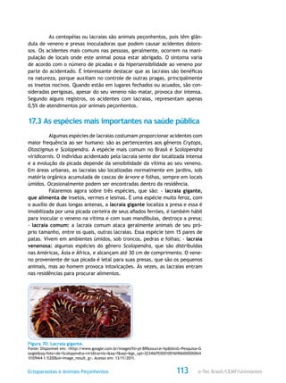 e-Tec Brasil/CEMF/UnimontesEctoparasitas e Animais Peçonhentos 113
As centopéias ou lacraias são animais peçonhentos, pois têm glân-
dula de veneno e presas inoculadoras que podem causar acidentes doloro-
sos. Os acidentes mais comuns nas pessoas, geralmente, ocorrem na mani-
pulação de locais onde este animal possa estar abrigado. O sintoma varia
de acordo com o número de picadas e da hipersensibilidade ao veneno por
parte do acidentado. É interessante destacar que as lacraias são benéficas
na natureza, porque auxiliam no controle de outras pragas, principalmente
os insetos nocivos. Quando estão em lugares fechados ou acuados, são con-
sideradas perigosas, apesar do seu veneno não matar, provoca dor intensa.
Segundo alguns registros, os acidentes com lacraias, representam apenas
0,5% de atendimentos por animais peçonhentos.
17.3 As espécies mais importantes na saúde pública
Algumas espécies de lacraias costumam proporcionar acidentes com
maior frequência ao ser humano: são as pertencentes aos gêneros Crytops,
Otostigmus e Scolopendra. A espécie mais comum no Brasil é Scolopendra
viridicornis. O indivíduo acidentado pela lacraia sente dor localizada intensa
e a evolução da picada depende da sensibilidade da vítima ao seu veneno.
Em áreas urbanas, as lacraias são localizadas normalmente em jardins, sob
matéria orgânica acumulada de cascas de árvore e folhas, sempre em locais
úmidos. Ocasionalmente podem ser encontradas dentro da residência.
Falaremos agora sobre três espécies, que são: - lacraia gigante,
que alimenta de insetos, vermes e lesmas. É uma espécie muito feroz, com
o auxílio de duas longas antenas, a lacraia gigante localiza a presa e essa é
imobilizada por uma picada certeira de seus afiados ferrões, é também hábil
para inocular o veneno na vítima e com suas mandíbulas, destroça a presa;
- lacraia comum: a lacraia comum ataca geralmente animais de seu pró-
prio tamanho, entre os quais, outras lacraias. Essa espécie tem 15 pares de
patas. Vivem em ambientes úmidos, sob troncos, pedras e folhas; - lacraia
venenosa: algumas espécies do gênero Scolopendra, que são distribuídas
nas Américas, Ásia e África, e alcançam até 30 cm de comprimento. O vene-
no proveniente de sua picada é letal para suas presas, que são os pequenos
animais, mas ao homem provoca intoxicações. Às vezes, as lacraias entram
nas residências para procurar alimentos.
Figura 70: Lacraia gigante.
Fonte: Disponível em: <http://www.google.com.br/images?hl=pt-BR&source=hp&btnG=Pesquisa+G
oogle&oq=foto+de+Scolopendra+viridicornis+&aq=f&aqi=&gs_upl=3234l6703l0l10016l9l6l0l0l0l0l64
1l1094l4-1.1l2l0&oi=image_result_g>. Acesso em: 13/11/2011.
 