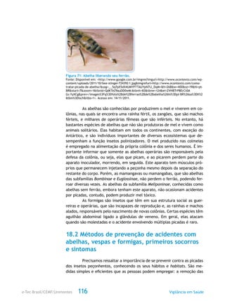 e-Tec Brasil/CEMF/Unimontes Vigilância em Saúde116
Figura 71: Abelha liberando seu ferrão.
Fonte: Disponível em: <http://www.google.com.br/imgres?imgurl=http://www.ocontexto.com/wp-
content/uploads/2011/10/bee-stinger-724392-1.jpg&imgrefurl=http://www.ocontexto.com/como-
tratar-picada-de-abelha/&usg=__5q7pX5dX4UMYPTTAUYpN7IJ_DqM=&h=268&w=400&sz=19&hl=pt-
BR&start=7&zoom=1&tbnid=QdKTeZ9auDD0wM:&tbnh=83&tbnw=124&ei=ZVHBTrP8ErCt0A
Gc-YyXCg&prev=/images%3Fq%3Dfoto%2Bde%2Bferrao%2Bde%2Babelha%26hl%3Dpt-BR%26sa%3DX%2
6tbm%3Disch&itbs=1>. Acesso em: 14/11/2011.
As abelhas são conhecidas por produzirem o mel e viverem em co-
lônias, nas quais se encontra uma rainha fértil, os zangões, que são machos
férteis, e milhares de operárias fêmeas que são inférteis. No entanto, há
bastantes espécies de abelhas que não são produtoras de mel e vivem como
animais solitários. Elas habitam em todos os continentes, com exceção do
Antártico, e são indivíduos importantes de diversos ecossistemas que de-
sempenham a função insetos polinizadores. O mel produzido nas colmeias
é empregado na alimentação da própria colônia e dos seres humanos. É im-
portante informar que somente as abelhas operárias são responsáveis pela
defesa da colônia, ou seja, elas que picam, e ao picarem perdem parte do
aparato inoculador, morrendo, em seguida. Este aparato tem músculos pró-
prios que permanecem injetando a peçonha mesmo depois da separação do
restante do corpo. Porém, as mamangavas ou mamangabas, que são abelhas
das subfamílias Bombinae e Euglossinae, não perdem o ferrão, podendo fer-
roar diversas vezes. As abelhas da subfamília Meliponinae, conhecidas como
abelhas sem ferrão, embora tenham este aparato, não ocasionam acidentes
por picadas, contudo, podem produzir mel tóxico.
As formigas são insetos que têm em sua estrutura social as guer-
reiras e operárias, que são incapazes de reprodução e, as rainhas e machos
alados, responsáveis pelo nascimento de novas colônias. Certas espécies têm
aguilhão abdominal ligado a glândulas de veneno. Em geral, elas atacam
quando são molestadas e o acidente envolvendo múltiplas picadas é raro.
18.2 Métodos de prevenção de acidentes com
abelhas, vespas e formigas, primeiros socorros
e sintomas
Precisamos ressaltar a importância de se prevenir contra as picadas
dos insetos peçonhentos, conhecendo os seus hábitos e habitats. São me-
didas simples e eficientes que as pessoas podem empregar: a remoção das
 