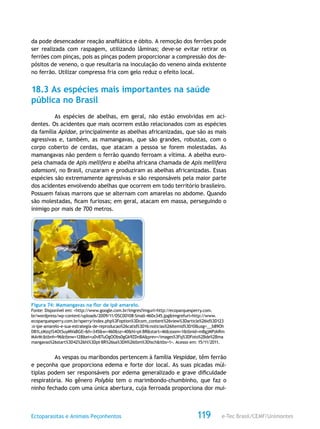 e-Tec Brasil/CEMF/UnimontesEctoparasitas e Animais Peçonhentos 119
da pode desencadear reação anafilática e óbito. A remoção dos ferrões pode
ser realizada com raspagem, utilizando lâminas; deve-se evitar retirar os
ferrões com pinças, pois as pinças podem proporcionar a compressão dos de-
pósitos de veneno, o que resultaria na inoculação do veneno ainda existente
no ferrão. Utilizar compressa fria com gelo reduz o efeito local.
18.3 As espécies mais importantes na saúde
pública no Brasil
As espécies de abelhas, em geral, não estão envolvidas em aci-
dentes. Os acidentes que mais ocorrem estão relacionados com as espécies
da família Apidae, principalmente as abelhas africanizadas, que são as mais
agressivas e, também, as mamangavas, que são grandes, robustas, com o
corpo coberto de cerdas, que atacam a pessoa se forem molestadas. As
mamangavas não perdem o ferrão quando ferroam a vítima. A abelha euro-
peia chamada de Apis mellifera e abelha africana chamada de Apis mellifera
adamsoni, no Brasil, cruzaram e produziram as abelhas africanizadas. Essas
espécies são extremamente agressivas e são responsáveis pela maior parte
dos acidentes envolvendo abelhas que ocorrem em todo território brasileiro.
Possuem faixas marrons que se alternam com amarelas no abdome. Quando
são molestadas, ficam furiosas; em geral, atacam em massa, perseguindo o
inimigo por mais de 700 metros.
Figura 74: Mamangavas na flor de ipê amarelo.
Fonte: Disponível em: <http://www.google.com.br/imgres?imgurl=http://ecoparquesperry.com.
br/wordpress/wp-content/uploads/2009/11/DSC00108-Small-460x345.jpg&imgrefurl=http://www.
ecoparquesperry.com.br/sperry/index.php%3Foption%3Dcom_content%26view%3Darticle%26id%3D123
:o-ipe-amarelo-e-sua-estrategia-de-reproducao%26catid%3D16:noticias%26Itemid%3D10&usg=__b89Oh
DB1LzMzq1S4OtSuyMVaBGE=&h=345&w=460&sz=40&hl=pt-BR&start=46&zoom=1&tbnid=mBgjMPzkRm
MArM:&tbnh=96&tbnw=128&ei=u0vBTuOgOObs0gGk9ZDnBA&prev=/images%3Fq%3DFoto%2Bde%2Bma
mangavas%26start%3D42%26hl%3Dpt-BR%26sa%3DN%26tbm%3Disch&itbs=1>. Acesso em: 15/11/2011.
As vespas ou maribondos pertencem à família Vespidae, têm ferrão
e peçonha que proporciona edema e forte dor local. As suas picadas múl-
tiplas podem ser responsáveis por edema generalizado e grave dificuldade
respiratória. No gênero Polybia tem o marimbondo-chumbinho, que faz o
ninho fechado com uma única abertura, cuja ferroada proporciona dor mui-
 