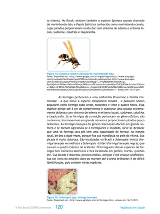 e-Tec Brasil/CEMF/Unimontes Vigilância em Saúde120
ta intensa. No Brasil, existem também a espécie Synoeca cyanea chamado
de marimbondo-tatu e Pepsis fabricius conhecido como marimbondo-cavalo,
cujas picadas proporcionam muita dor com sintoma de edema e eritema lo-
cais, sudorese, calafrios e taquicardia.
Figura 75: Synoeca cyanea chamado de marimbondo-tatu.
Fonte: Disponível em: <http://www.google.com.br/imgres?imgurl=http://www.dmpragas.
com.br/uploads/NoticiasArtigos%255Cmarimbondo.jpg&imgrefurl=http://www.dmpragas.
com.br/Noticias.asp%3FNoticiaArtigoID%3D30&usg=__wVJMBBqPIMf-YbxenM_Q_
BpsYaQ=&h=190&w=154&sz=7&hl=pt-BR&start=7&zoom=1&tbnid=H0jnxTUP3p8SHM:&tbnh=103&tbn
w=83&ei=tE3BToC7KeTq0gGz49mxBA&prev=/images%3Fq%3DFoto%2Bde%2BSynoeca%2Bcyanea%2B
marimbondo%2Btatu%26hl%3Dpt-BR%26sa%3DN%26tbm%3Disch&itbs=1>. Acesso em: 15/11/2011.
As formigas pertencem a uma subfamília Ponerinae e família For-
micidae – a que inclui a espécie Paraponera clavata – e possuem nomes
populares como formiga cabo-verde, tocandira e vinte-e-quatro-horas. Essa
espécie atinge até 3 cm de comprimento e ocasionar uma picada extrema-
mente dolorosa com sintoma de edema e eritema locais, sudorese, calafrios
e taquicardia. Já as formigas de correição pertencem ao gênero Eciton, são
carnívoras, locomovem-se em grande número e proporcionam picadas pouco
dolorosas. As formigas lava-pés do gênero Solenopsis atacam em grande nú-
mero e se tornam agressivas se o formigueiro é invadido. Deve-se destacar
que uma só formiga lava-pés tem uma capacidade de ferroar, no mesmo
local, de dez a doze vezes, porque fixa sua mandíbula na pele da vítima. Sua
picada é muito dolorosa. São localizadas no Brasil a Solenopsis invicta (for-
miga lava-pés vermelha) e a Solenopsis richteri (formiga lava-pés negra), que
causam o quadro clássico do acidente. O formigueiro dessas espécies de for-
migas tem inúmeras aberturas e fica localizado em jardins, hortas, quintais
etc. Sua picada é dolorida, provoca bolhas, alergias e até choque anafilático.
Sua cor varia do amarelo claro ao marrom até o preto brilhante; é de difícil
identificação, pois existem várias espécies.
Figura 76: Solenopsis spp. formiga lava-pés.
Fonte: Disponível em: <http://www.agrobyte.com.br/formigas.htm>. Acesso em: 16/11/2011.
 