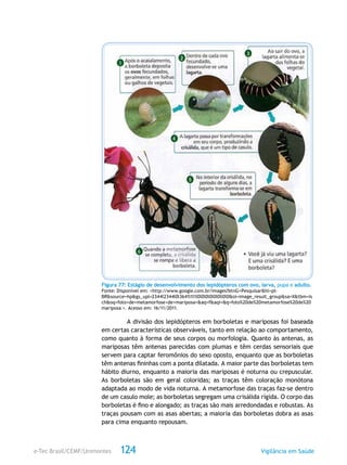 e-Tec Brasil/CEMF/Unimontes Vigilância em Saúde124
Figura 77: Estágio de desenvolvimento dos lepidópteros com ovo, larva, pupa e adulto.
Fonte: Disponível em: <http://www.google.com.br/images?btnG=Pesquisar&hl=pt-
BR&source=hp&gs_upl=2344l2344l0l3641l1l1l0l0l0l0l0l0ll0l0&oi=image_result_group&sa=X&tbm=is
ch&oq=foto+de+metamorfose+de+mariposa+&aq=f&aqi=&q=foto%20de%20metamorfose%20de%20
mariposa >. Acesso em: 16/11/2011.
A divisão dos lepidópteros em borboletas e mariposas foi baseada
em certas características observáveis, tanto em relação ao comportamento,
como quanto à forma de seus corpos ou morfologia. Quanto às antenas, as
mariposas têm antenas parecidas com plumas e têm cerdas sensoriais que
servem para captar feromônios do sexo oposto, enquanto que as borboletas
têm antenas fininhas com a ponta dilatada. A maior parte das borboletas tem
hábito diurno, enquanto a maioria das mariposas é noturna ou crepuscular.
As borboletas são em geral coloridas; as traças têm coloração monótona
adaptada ao modo de vida noturna. A metamorfose das traças faz-se dentro
de um casulo mole; as borboletas segregam uma crisálida rígida. O corpo das
borboletas é fino e alongado; as traças são mais arredondadas e robustas. As
traças pousam com as asas abertas; a maioria das borboletas dobra as asas
para cima enquanto repousam.
 