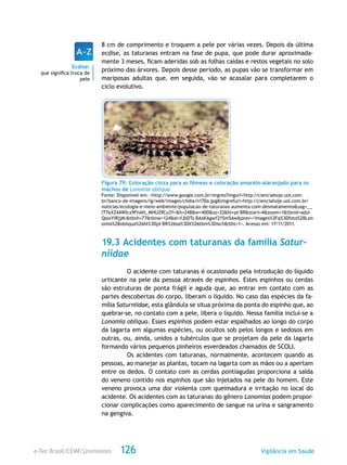 e-Tec Brasil/CEMF/Unimontes Vigilância em Saúde126
8 cm de comprimento e troquem a pele por várias vezes. Depois da última
ecdise, as taturanas entram na fase de pupa, que pode durar aproximada-
mente 3 meses, ficam aderidas sob as folhas caídas e restos vegetais no solo
próximo das árvores. Depois desse período, as pupas vão se transformar em
mariposas adultas que, em seguida, vão se acasalar para completarem o
ciclo evolutivo.
Figura 79: Coloração cinza para as fêmeas e coloração amarelo-alaranjado para os
machos de Lonomia obliqua.
Fonte: Disponível em: <http://www.google.com.br/imgres?imgurl=http://cienciahoje.uol.com.
br/banco-de-imagens/lg/web/images/chdia/n170a.jpg&imgrefurl=http://cienciahoje.uol.com.br/
noticias/ecologia-e-meio-ambiente/populacao-de-taturanas-aumenta-com-desmatamento&usg=__
lT7aXZ4AWIcx9FnAH_MHU29Cu3Y=&h=248&w=400&sz=33&hl=pt-BR&start=4&zoom=1&tbnid=adui
QssxYiRjjM:&tbnh=77&tbnw=124&ei=fJbDTs-BAsKAgwf215m5Aw&prev=/images%3Fq%3Dfoto%2BLon
omia%2Bobliqua%26hl%3Dpt-BR%26sa%3DX%26tbm%3Disch&itbs=1>. Acesso em: 17/11/2011.
19.3 Acidentes com taturanas da família Satur-
niidae
O acidente com taturanas é ocasionado pela introdução do líquido
urticante na pele da pessoa através de espinhos. Estes espinhos ou cerdas
são estruturas de ponta frágil e aguda que, ao entrar em contato com as
partes descobertas do corpo, liberam o líquido. No caso das espécies da fa-
mília Saturniidae, esta glândula se situa próxima da ponta do espinho que, ao
quebrar-se, no contato com a pele, libera o líquido. Nessa família inclui-se a
Lonomia obliqua. Esses espinhos podem estar espalhados ao longo do corpo
da lagarta em algumas espécies, ou ocultos sob pelos longos e sedosos em
outras, ou, ainda, unidos a tubérculos que se projetam da pele da lagarta
formando vários pequenos pinheiros esverdeados chamados de SCOLI.
Os acidentes com taturanas, normalmente, acontecem quando as
pessoas, ao manejar as plantas, tocam na lagarta com as mãos ou a apertam
entre os dedos. O contato com as cerdas pontiagudas proporciona a saída
do veneno contido nos espinhos que são injetados na pele do homem. Este
veneno provoca uma dor violenta com queimadura e irritação no local do
acidente. Os acidentes com as taturanas do gênero Lonomias podem propor-
cionar complicações como aparecimento de sangue na urina e sangramento
na gengiva.
Ecdise:
que significa troca de
pele
 