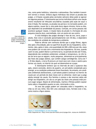 e-Tec Brasil/CEMF/Unimontes Vigilância em Saúde16
rias, como peste bubônica, tularemia e salmonelose. Elas também transmi-
tem vermes e viroses. Embora alguns indivíduos não sintam as picadas das
pulgas, a irritação causada pelas secreções salivares delas pode se agravar
em algumas pessoas. É interessante que certos indivíduos sofrem uma reação
severa resultante de infecções secundárias causadas pela ação de coçar a
área irritada. Por exemplo, as picadas nas pernas e no tornozelo podem, em
alguns sujeitos, causar dor e, esta pode durar alguns minutos, horas ou dias,
que dependerá da sensibilidade da pessoa. Contudo, em certas pessoas não
acontece qualquer reação. A reação típica da picada é a formação de uma
pequena mancha dura, avermelhada, com um ponto em seu centro.
O ciclo biológico das pulgas abrange a fase de ovo, larva, pupa e
adulto. Este ciclo é concluído aproximadamente com 30 dias, e dependerá
das condições de umidade da temperatura ambiente.
Pode-se afirmar sem nenhuma dúvida que a pulga fêmea, alguns
dias após a fecundação, põe na superfície da pele de seu hospedeiro, comu-
mente, cães, gatos e ratos, uma quantidade de 200 a 400 ovos por dia, esses
ovos podem cair no solo com o movimento dos hospedeiros. Os ovos, quando
caem no solo, podem liberar a primeira larva, no período de dois até 14 dias,
dependendo das condições ambientais: umidade e temperatura. As três fa-
ses de larva que se seguem, muito pequenas, alimentam-se principalmente
das fezes das pulgas adultas, que contêm sangue semidigerido. Cerca de 7
a 10 dias depois, a larva III procura um local seco com ciscos e poeira para
formar um casulo, no interior do qual vai desenvolver-se a pupa.
É interessante lembrar que no intervalo de sete a quatorze dias
após, estará concluído, dentro do pupário, um pré-adulto completado para
emergir, se as condições ambientais forem favoráveis. No entanto, em condi-
ções ambientais desfavoráveis, o pré-adulto poderá continuar no interior do
casulo por um período de doze meses sem se alimentar. Assim que a pulga
adulta emergir do casulo, fica faminta e começa a dar enormes saltos até
atingir seu hospedeiro, um cão ou um gato (às vezes uma pessoa) onde pro-
cura sugar sangue. Depois de alimentados, machos e fêmeas podem copular
tanto sobre o hospedeiro quanto no solo, reiniciando o ciclo.
Os ovos das pulgas podem ser colocados sobre o hospedeiro, no
chão ou em seu ninho. Eles têm uma coloração clara, formato oval e liso,
como mostra a figura abaixo.
Figura 1: Ciclo biológico: os ovos da pulga.
Fonte: Disponível em: <http://www.casa-sem-inseto.com.br/pulgas.htm>. Acesso em: 06/08/2011.
Caro estudante,
somente o adulto das
pulgas é hematófago,
isto é, alimenta-se de
sangue.
 